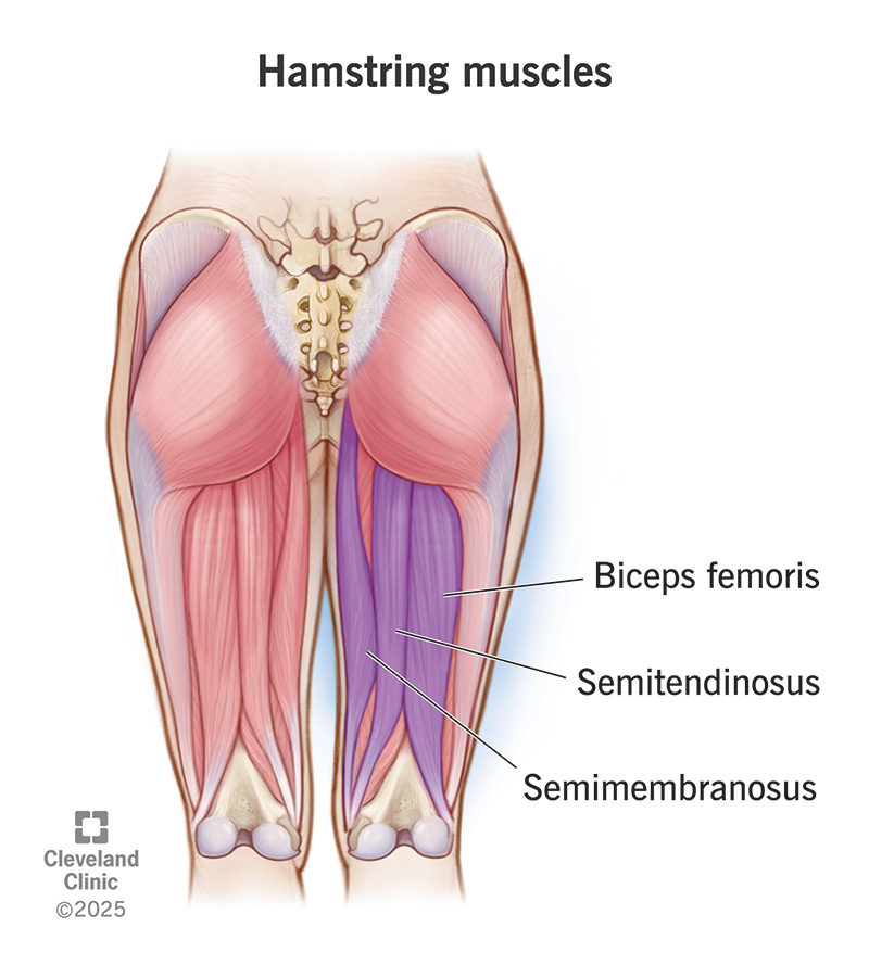 Footballers Community | hamstrings muscles